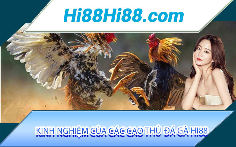 Đá gà Hi88 - Bộ Môn Độc Nhất Vô Nhị Tại Nhà Cái Hi88 3 Kinh nghiệm của các cao thủ đá gà Hi88