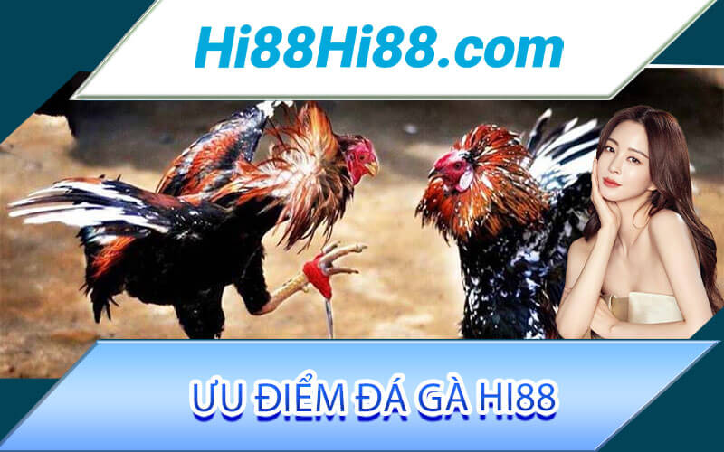 Đá gà Hi88 - Bộ Môn Độc Nhất Vô Nhị Tại Nhà Cái Hi88 2 Ưu điểm đá gà Hi88