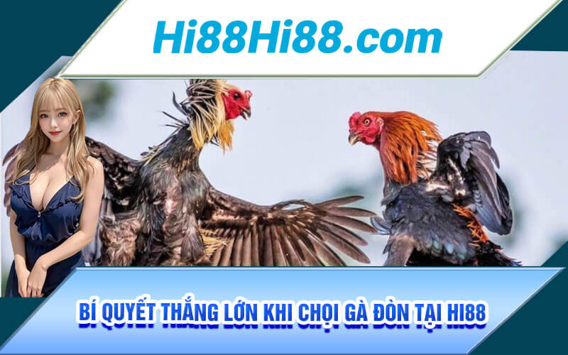 Đá Gà Đòn Thái Lan - Bí Quyết Thắng Lớn Chọi Gà Đòn Tại Hi88 4 Bí quyết thắng lớn khi chọi gà đòn tại Hi88