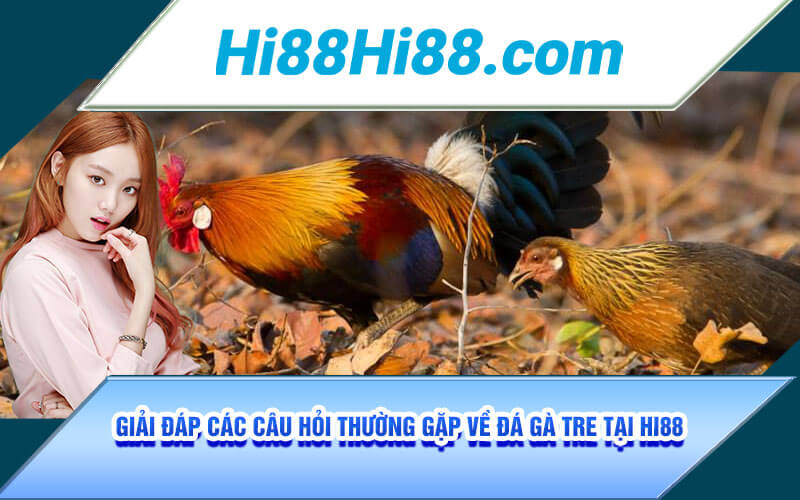 Đá Gà Tre - Tuyệt Kĩ Đá Gà Tre Bất Bại Từ Cao Thủ Tại Hi88 5 Giải đáp các câu hỏi thường gặp về Đá Gà Tre tại Hi88