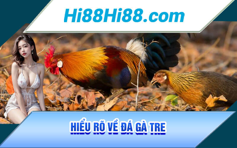 Đá Gà Tre - Tuyệt Kĩ Đá Gà Tre Bất Bại Từ Cao Thủ Tại Hi88 2 Hiểu rõ về Đá Gà Tre