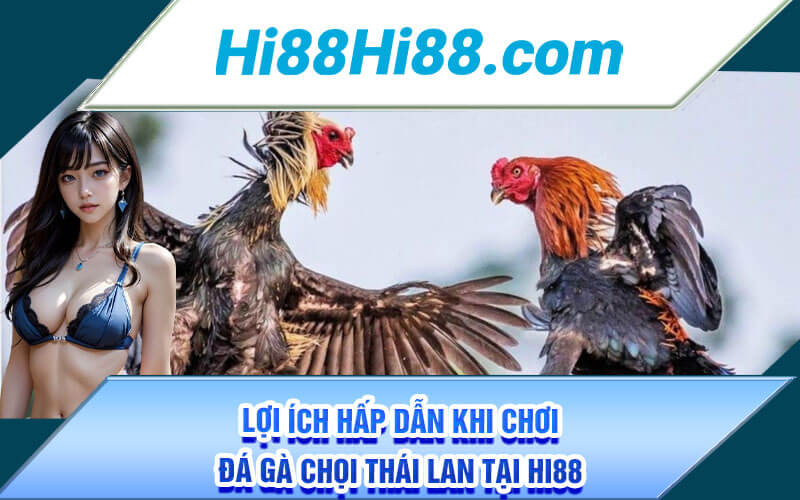 Đá Gà Đòn Thái Lan - Bí Quyết Thắng Lớn Chọi Gà Đòn Tại Hi88 2 Lợi ích hấp dẫn khi chơi đá gà chọi Thái Lan tại Hi88