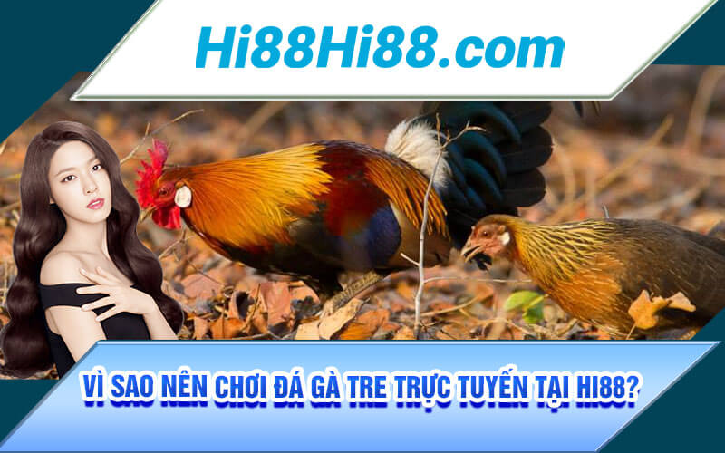 Đá Gà Tre - Tuyệt Kĩ Đá Gà Tre Bất Bại Từ Cao Thủ Tại Hi88 4 Vì sao nên chơi Đá Gà Tre trực tuyến tại Hi88?