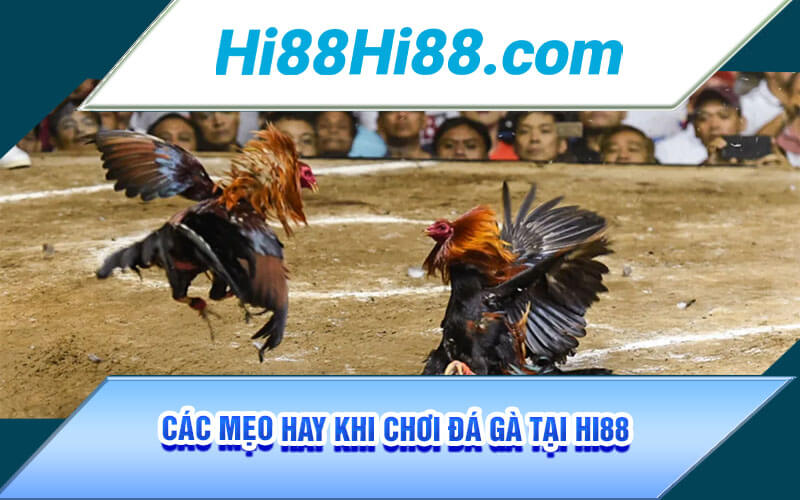 Đá Gà Campuchia - Sảnh Đá Gà Uy Tín Đẳng Cấp Top 1 Hi88 4 Các mẹo hay khi chơi đá gà tại Hi88