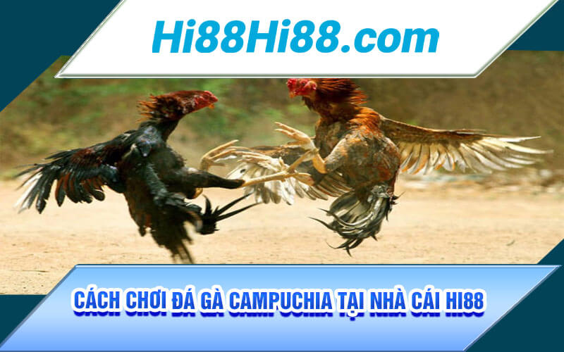 Đá Gà Campuchia - Sảnh Đá Gà Uy Tín Đẳng Cấp Top 1 Hi88 2 Cách chơi đá gà Campuchia tại nhà cái Hi88