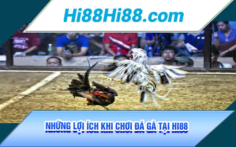 Đá Gà Campuchia - Sảnh Đá Gà Uy Tín Đẳng Cấp Top 1 Hi88 3 Những lợi ích khi chơi đá gà tại Hi88