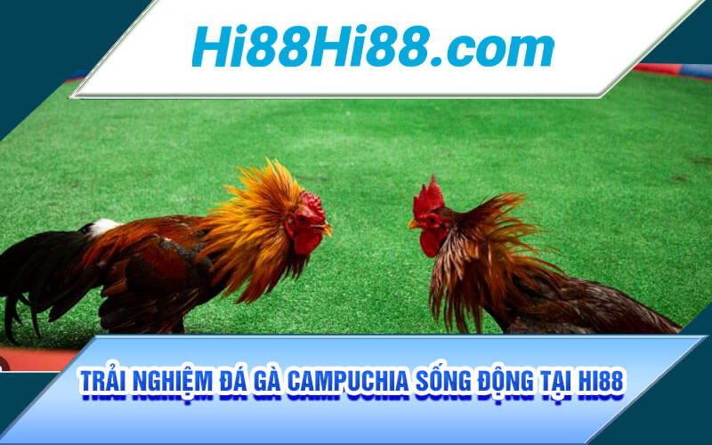 Đá Gà Campuchia - Sảnh Đá Gà Uy Tín Đẳng Cấp Top 1 Hi88 5 Trải nghiệm đá gà campuchia sống động tại Hi88