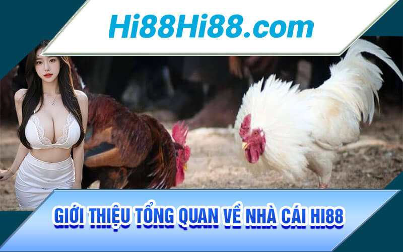 Đá Gà Mỹ - Khám Phá Trào Lưu Đá Gà Mới Tại Nhà Cái Hi88 2 Giới thiệu tổng quan về nhà cái Hi88