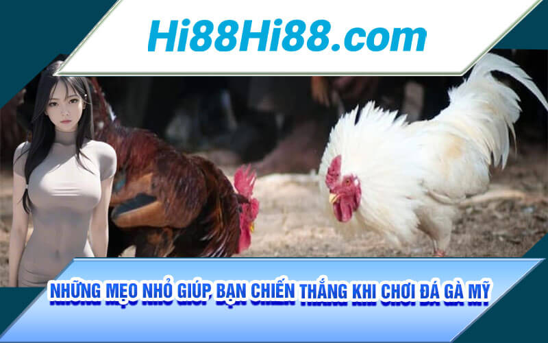 Đá Gà Mỹ - Khám Phá Trào Lưu Đá Gà Mới Tại Nhà Cái Hi88 4 Những mẹo nhỏ giúp bạn chiến thắng khi chơi đá gà Mỹ